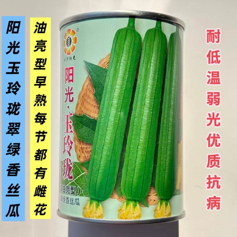 阳光玉玲珑丝瓜种子油亮强雌型抗病每节都有雌花香丝瓜种子