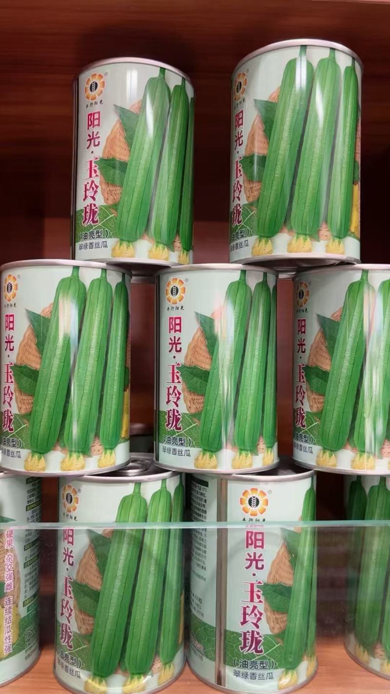 阳光玉玲珑丝瓜种子油亮强雌型抗病每节都有雌花香丝瓜种子