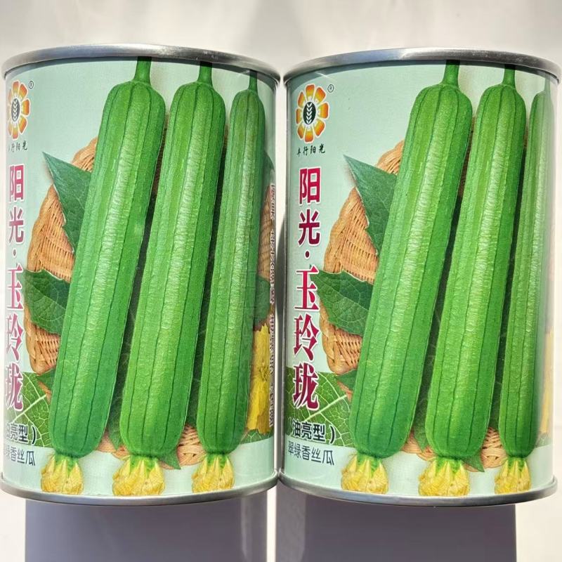 阳光玉玲珑丝瓜种子油亮强雌型抗病每节都有雌花香丝瓜种子