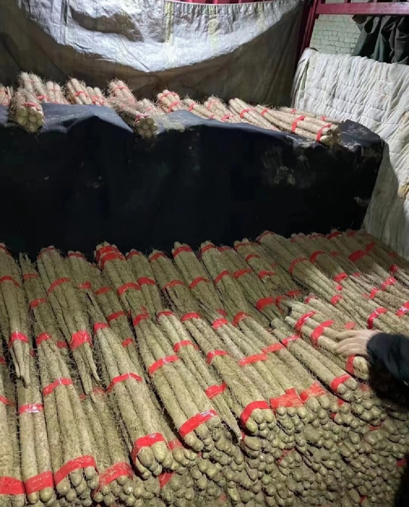山药电商品假铁棍白玉双棒小白嘴紫药麻山药铁棍