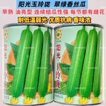 阳光玉玲珑丝瓜种子油亮强雌型抗病香丝瓜种子