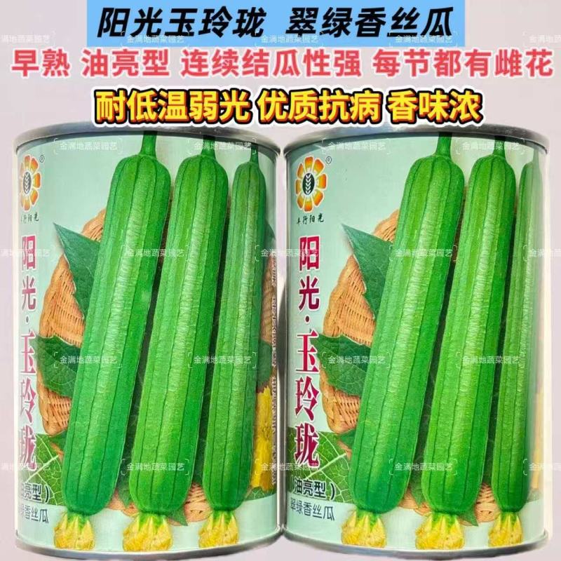 阳光玉玲珑丝瓜种子油亮强雌型抗病香丝瓜种子