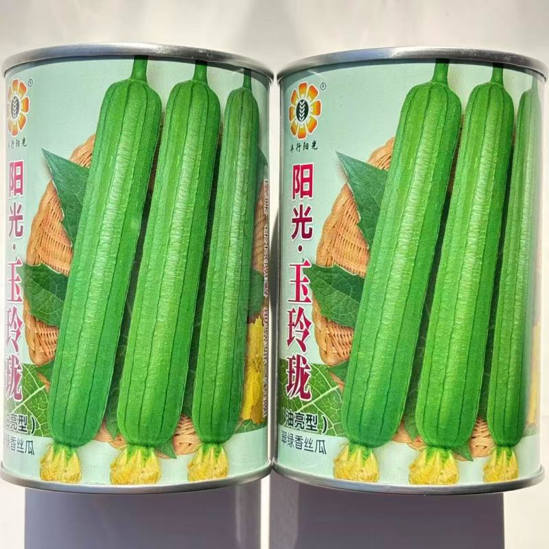 阳光玉玲珑丝瓜种子油亮强雌型抗病香丝瓜种子