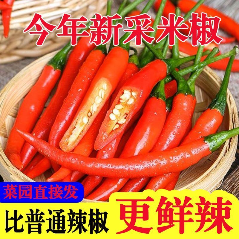 丰县精品红辣椒美人椒艳红红金塔欢迎王大采购商积极采购联系