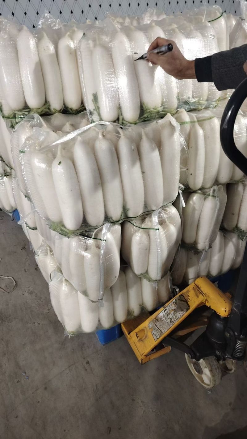 湖北沙洋精品白萝卜大量上市，产地直销，诚信经营，全国发货
