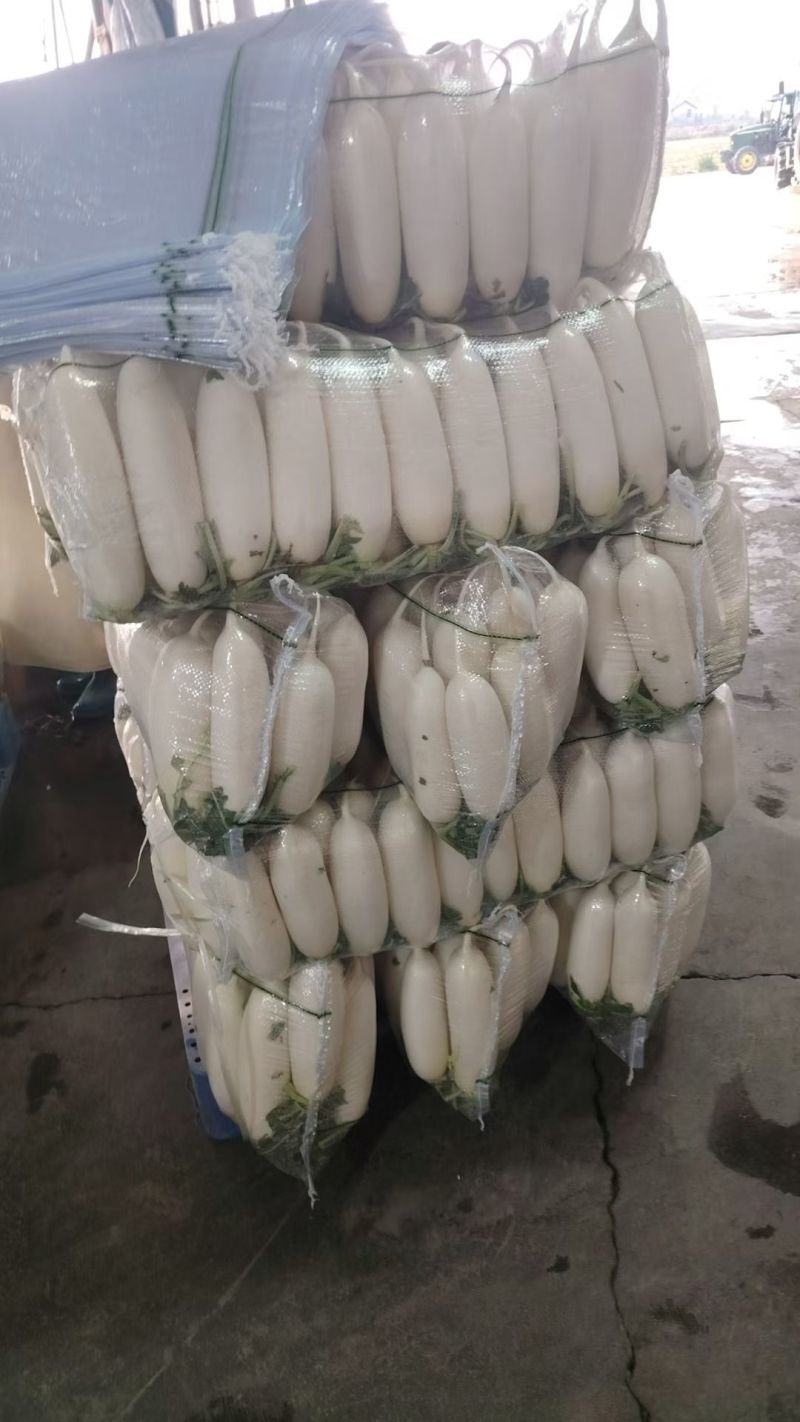 湖北沙洋精品白萝卜大量上市，产地直销，诚信经营，全国发货