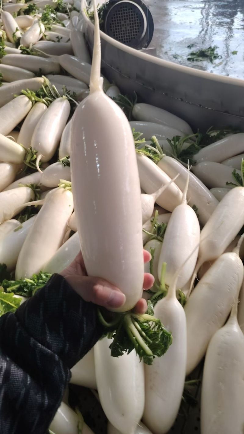 湖北沙洋精品白萝卜大量上市，产地直销，诚信经营，全国发货