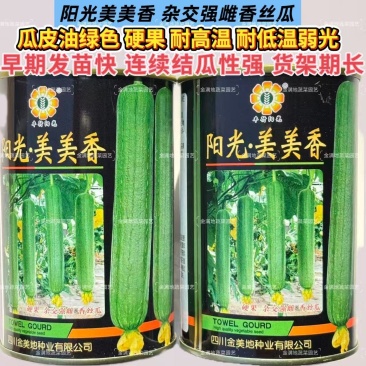 阳光美美香丝瓜种子强雌型瓜皮油绿色耐高耐低温弱光香丝瓜种