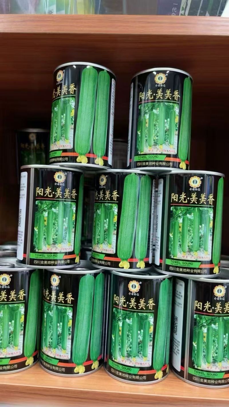 阳光美美香丝瓜种子强雌型瓜皮油绿色耐高耐低温弱光香丝瓜种