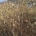 基地直供香椿树苗各种规格齐全量大需要联系