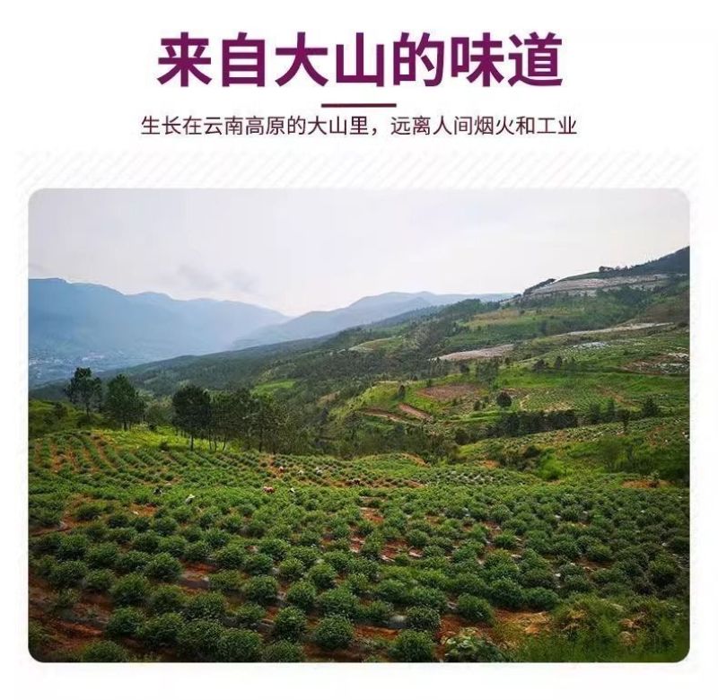 云南文山马关红果参蜘蛛果，接一件代发市场整车