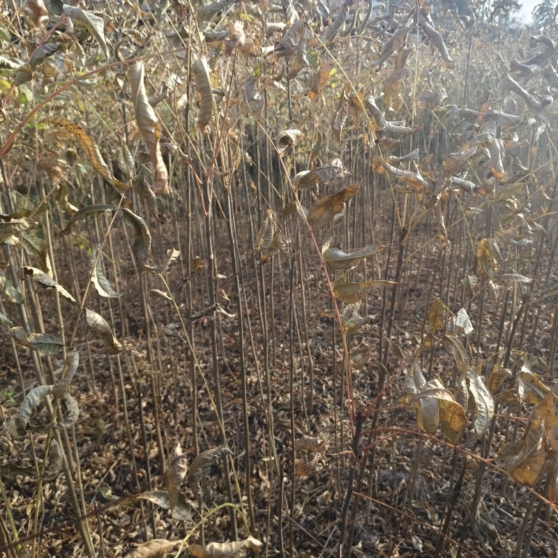 基地直供香椿树苗各种规格齐全量大需要联系
