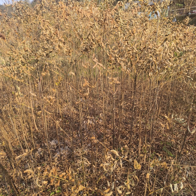 基地直供香椿树苗各种规格齐全量大需要联系