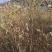 基地直供香椿树苗各种规格齐全量大需要联系
