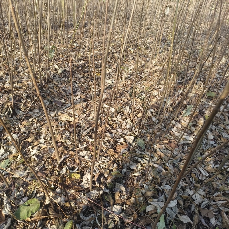 基地直供香椿树苗各种规格齐全量大需要联系