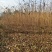 基地直供香椿树苗各种规格齐全量大需要联系