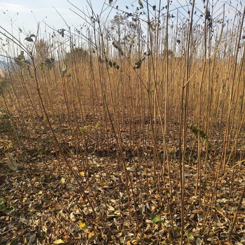 基地直供香椿树苗各种规格齐全量大需要联系