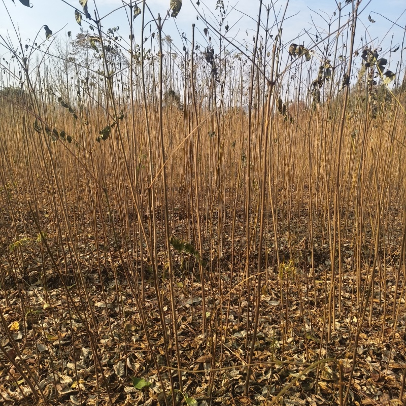 基地直供香椿树苗各种规格齐全量大需要联系