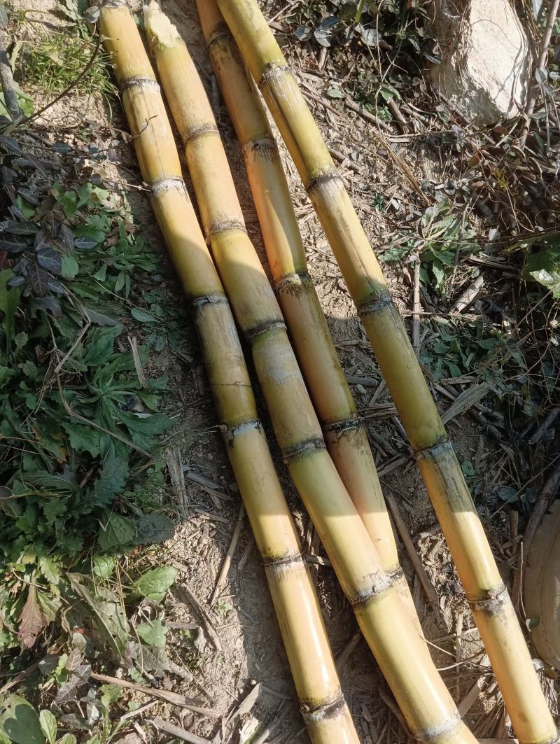黄金甘蔗黄皮甘蔗湖北黄冈蕲春