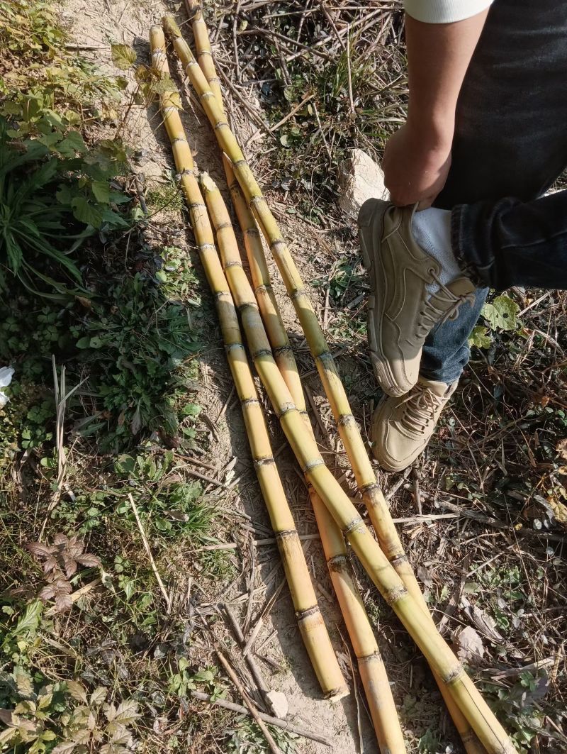 黄金甘蔗黄皮甘蔗湖北黄冈蕲春