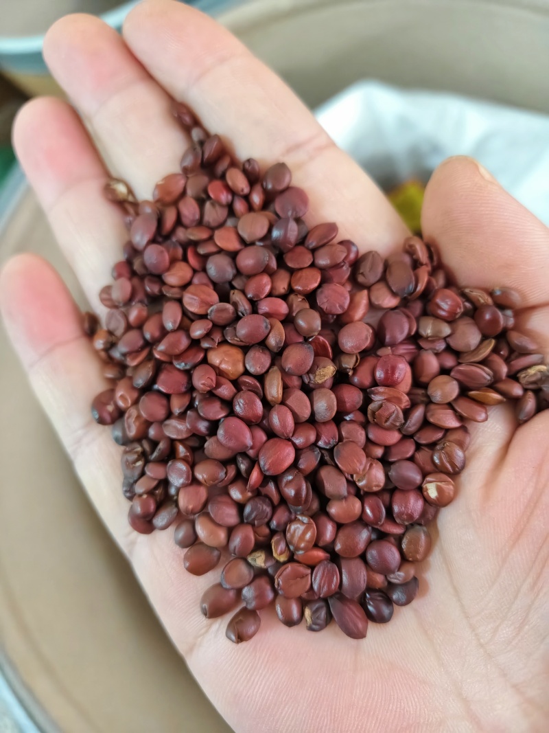 酸枣仁生酸枣仁酸枣仁国产酸枣仁含量高