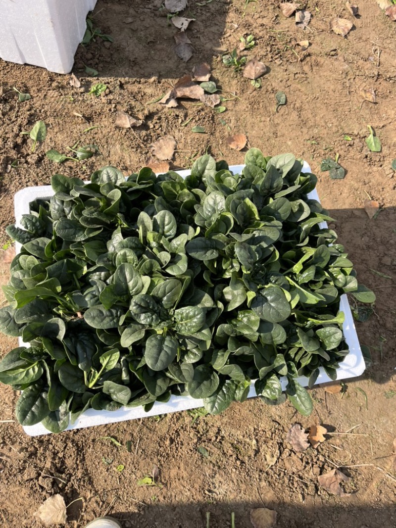 苏北地区精品黑圆叶菠菜大量上市了，欢迎客商前来选购！