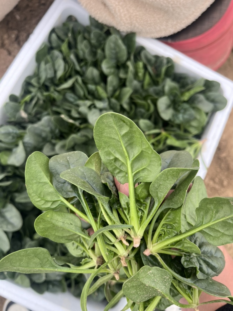 苏北地区精品黑圆叶菠菜大量上市！欢迎客商前来选购！