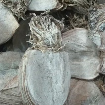 水发鱿鱼干淡干鱿鱼干