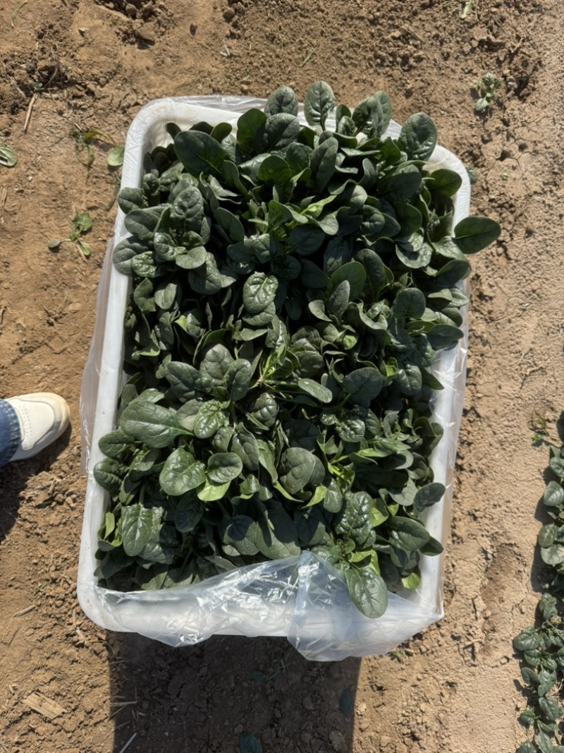 精品黑圆叶菠菜大量上市，欢迎大家前来选购！
