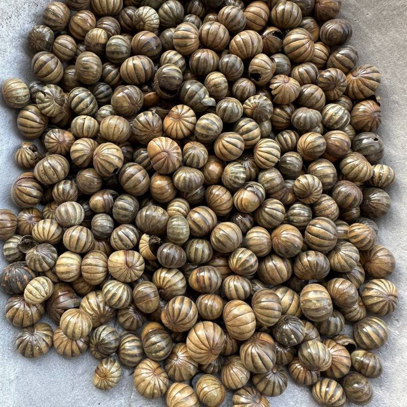 滚山珠中药材滚山虫滚山球一手货源保质保量大货供应