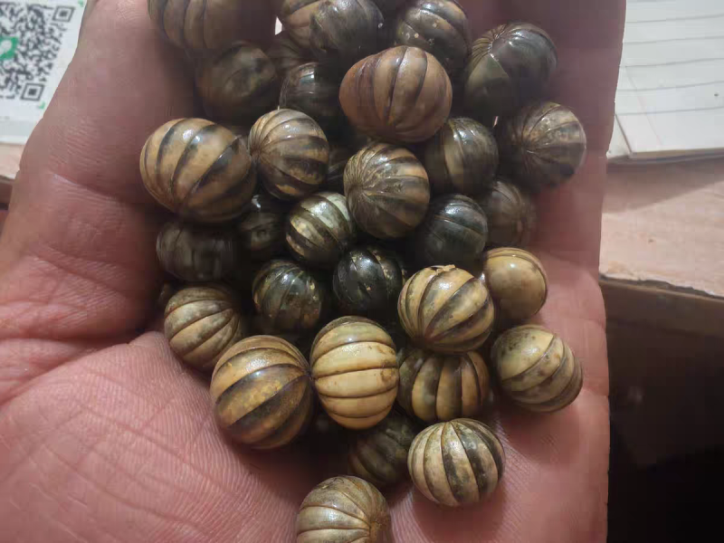 滚山珠中药材滚山虫滚山球一手货源保质保量大货供应