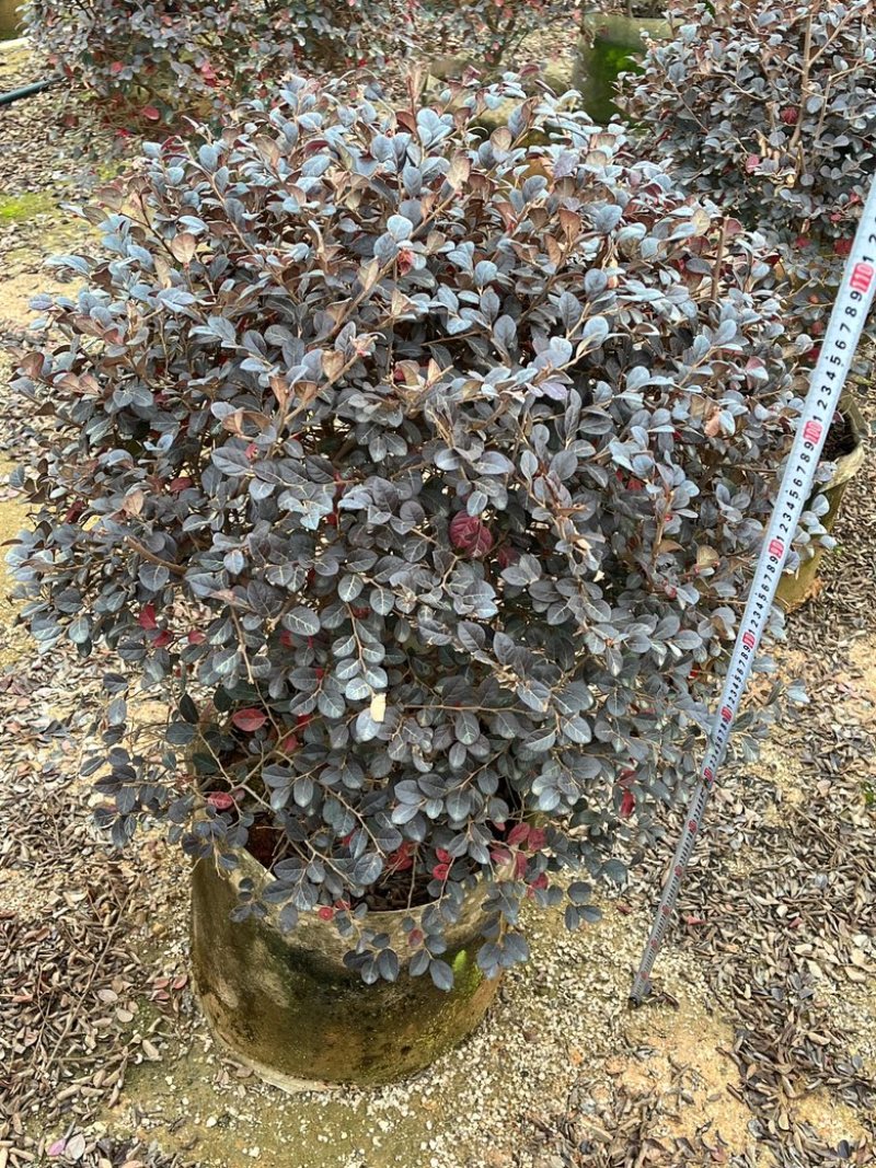红继木/红花继木