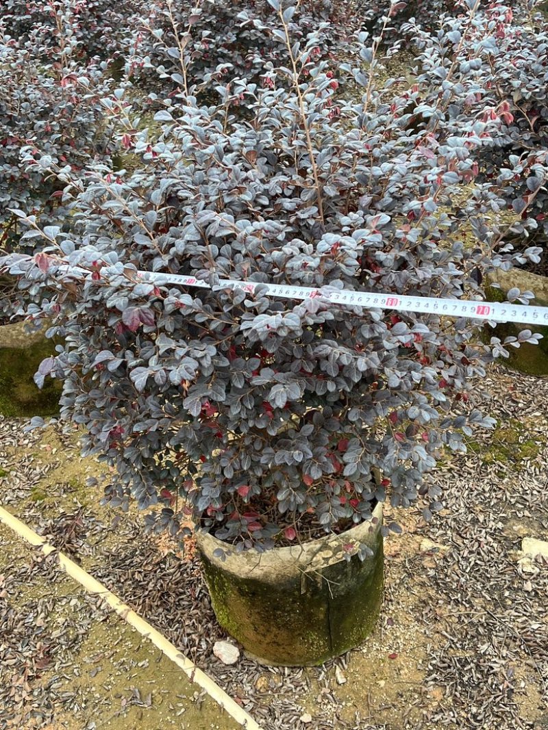 红继木/红花继木