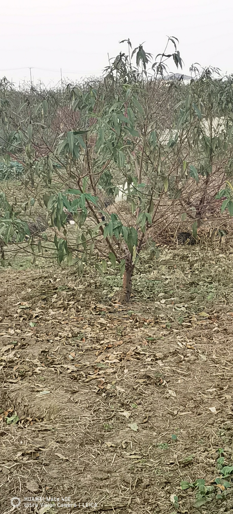 阳山水蜜桃白凤湖景日川桃树苗一年生二年生现货