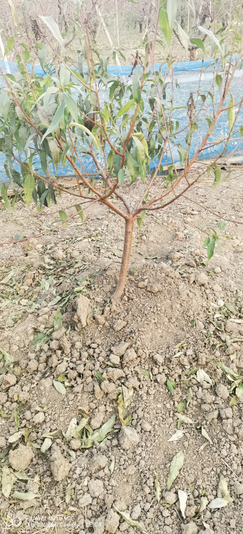 阳山水蜜桃白凤湖景日川桃树苗一年生二年生现货