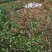 阳山水蜜桃白凤湖景日川桃树苗一年生二年生现货