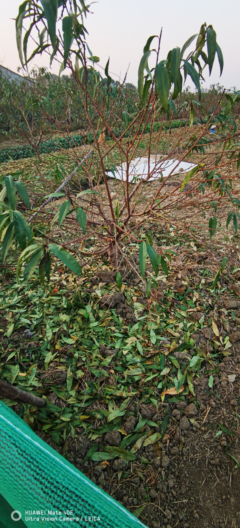 阳山水蜜桃白凤湖景日川桃树苗一年生二年生现货