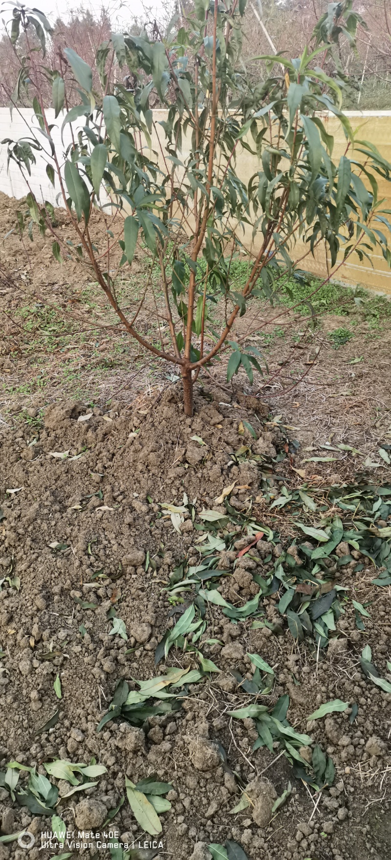阳山水蜜桃白凤湖景日川桃树苗一年生二年生现货
