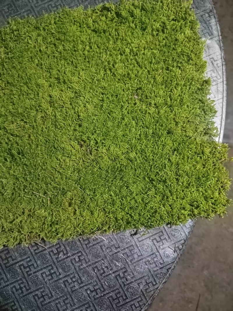 野采，驯化大灰苔藓大量有货，源头一手货源。