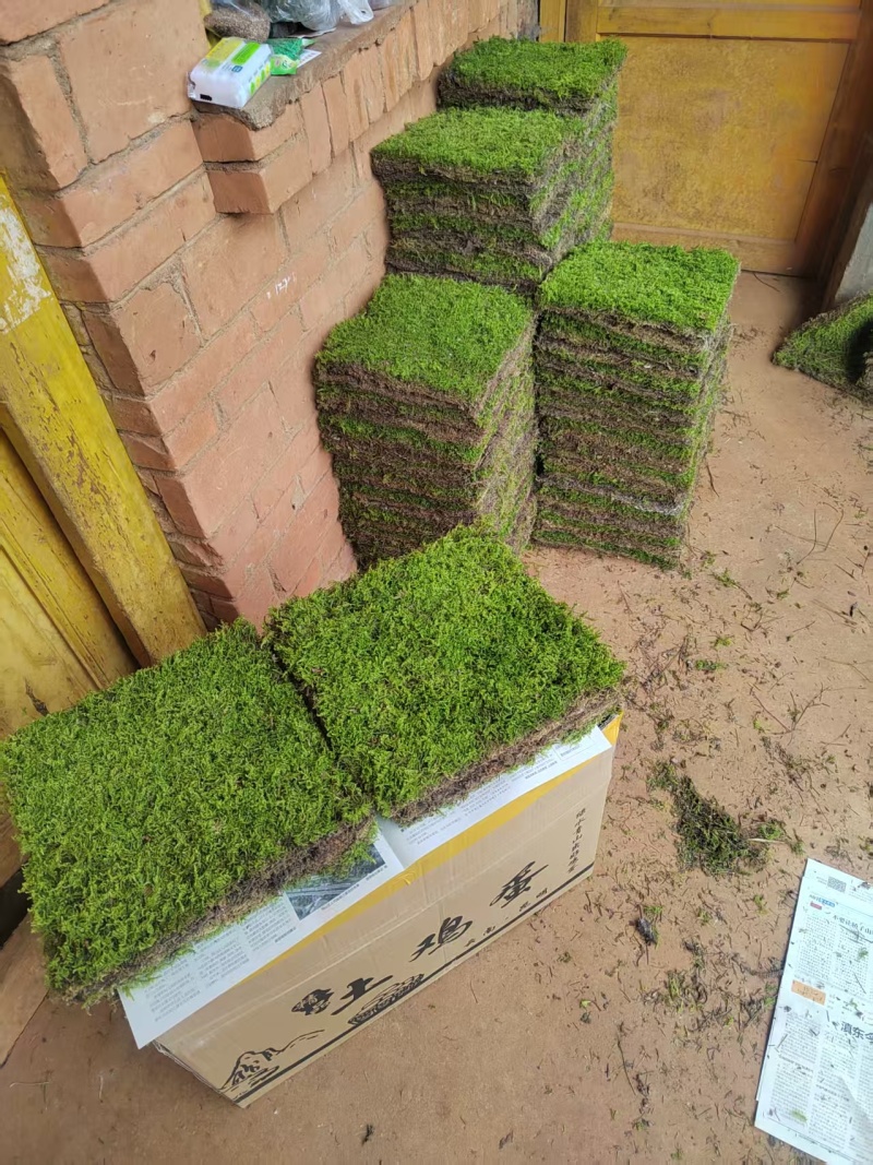 野采，驯化大灰苔藓大量有货，源头一手货源。