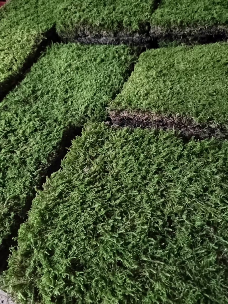 野采，驯化大灰苔藓大量有货，源头一手货源。