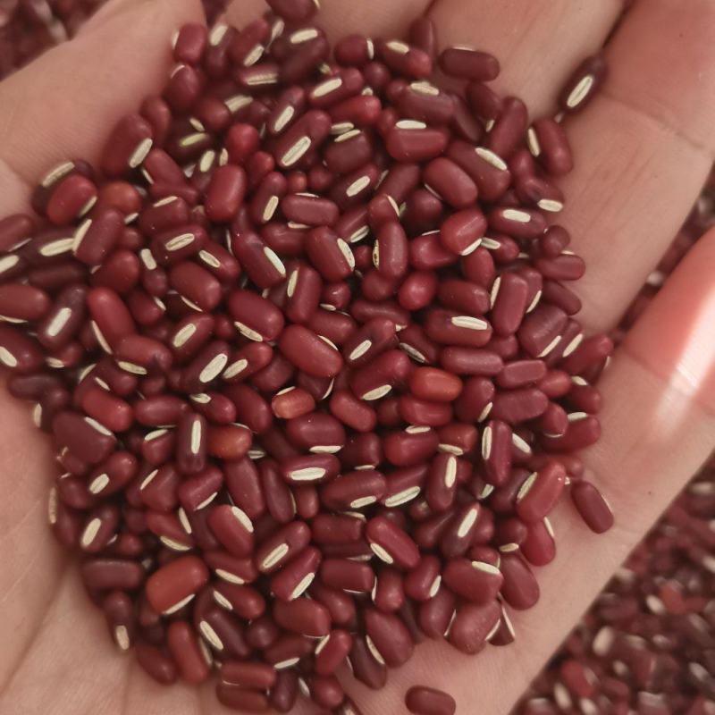 赤小豆进口小粒大粒，做食品加工25年新货一袋就发