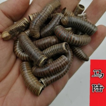 马陆中药材百节虫千足虫山蛩虫干货无硫新货***大货供