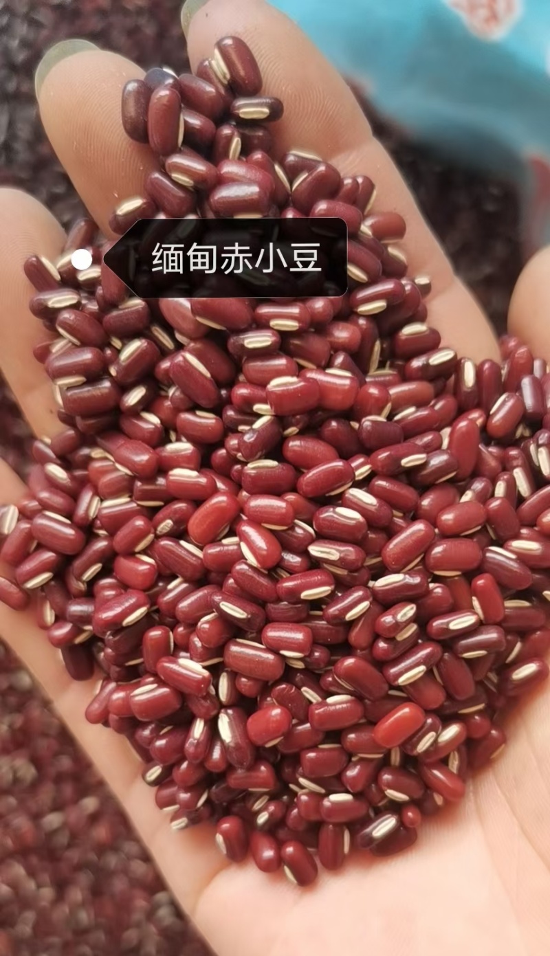 赤小豆进口小粒大粒，做食品加工25年新货一袋就发
