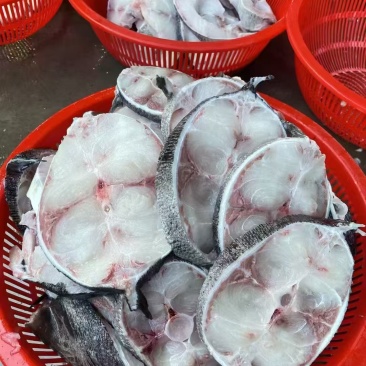 海南马鲛鱼