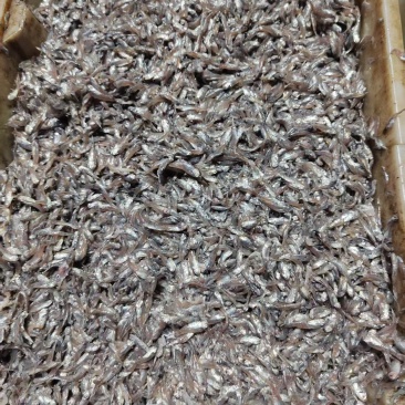 小海鱼