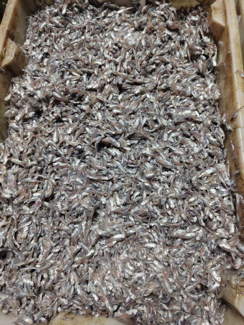 小海鱼