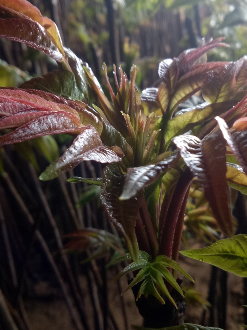 红油香椿苗，诚信至上，物流方便，质量保证，自家树苗