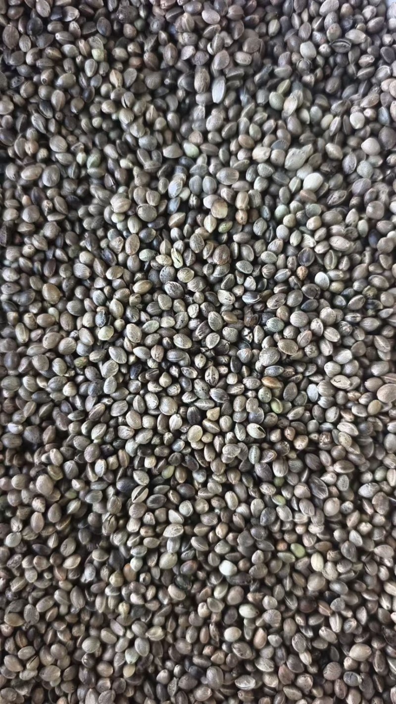 2025中颗粒精选火麻子，颗粒饱满，需要发消息