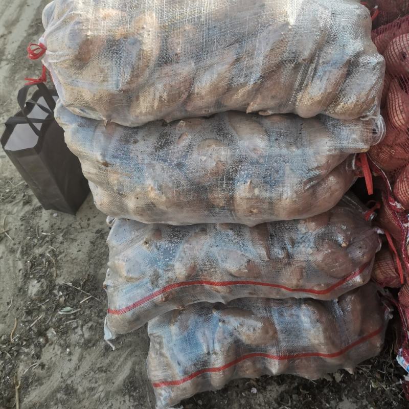 精品龙九地瓜大量上市了，有需要的朋友联系了…………………